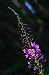 Beautiful Fucsia Flowers in Dolomites, Italy