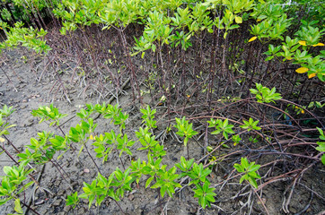 Mangrove trees along the turquoise green water in the stream
