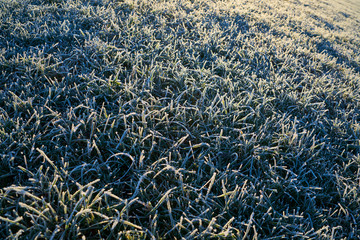 Fototapeta na wymiar grass with frost in morning light