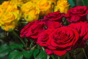 Closeup of bouquet of red roses in the background a bouquet of y
