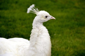 Detail of a white wild peacock and grass