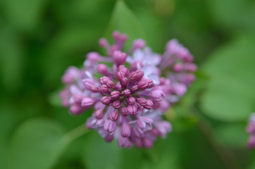 Lilac flowers