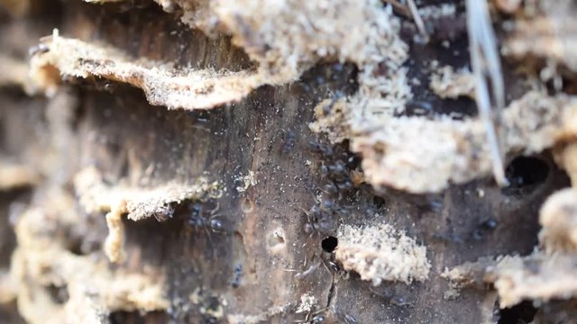 Close up macro of ant colony on decomposing wood