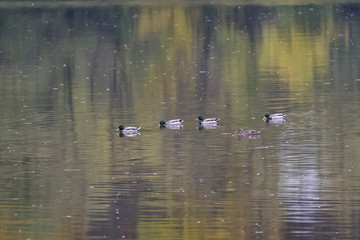 Nile geese in the Danube river