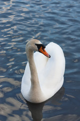 Swan on the lake