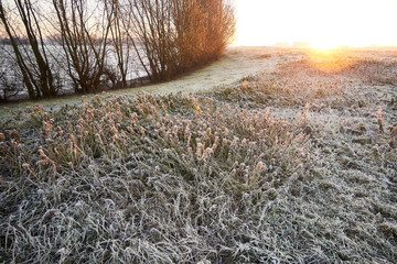 grass with frost in morning light