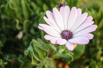 Obraz premium Flower