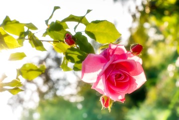 Obraz premium Rosa Rose im Gegenlicht