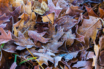 Hintergrund mit Herbstlaub und Frost im Winter