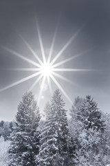 Verschneite Tannen im Gegenlicht