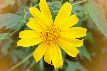 Mexican sunflower weed, making light soft
