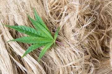 Marijuana leafs on dried hemp fibers