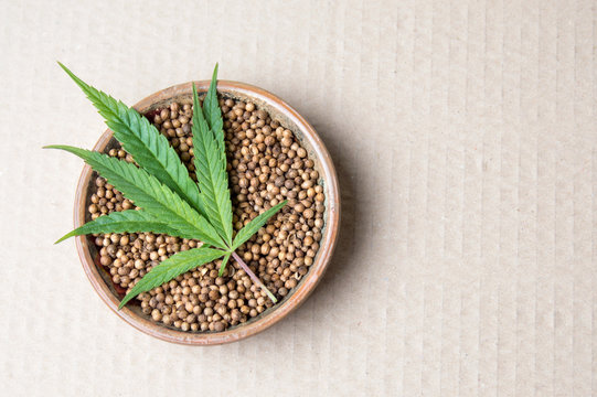 Marijuana plant and Cannabis seeds