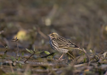 Rosy Pipit(Anthus roseatus)