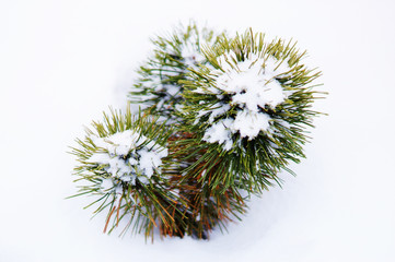 Маленькая сосна © katyaush