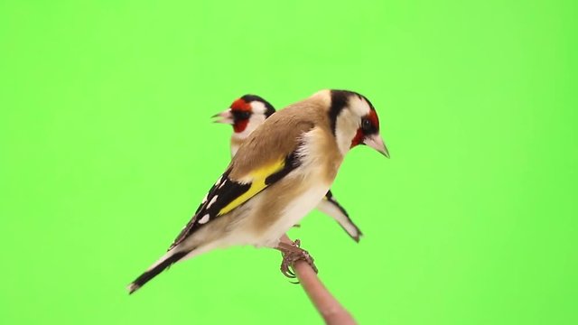 goldfinch moves on a tree branch on green screen