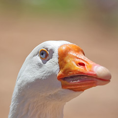 Portraitaufnahme einer Gans