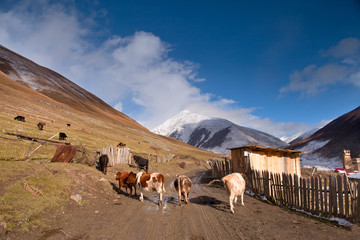 Kaukaz - Gruzja w jesiennej szacie. Caucassus autumnal mountains in Georgia. © rogozinski