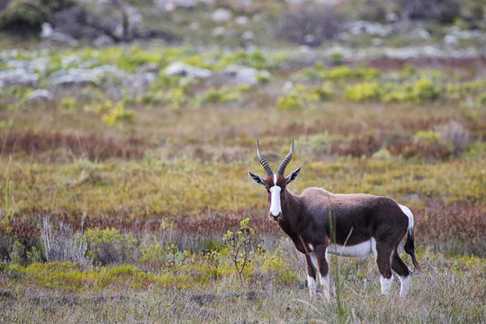 Buntbock (Damaliscus pygargus) im Nationalpark Tafelberg auf der Kap-Halbinsel, S&uuml;dafrika.