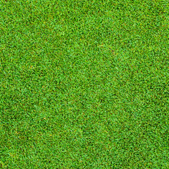 Obraz premium Background and texture of Beautiful green grass pattern from golf course