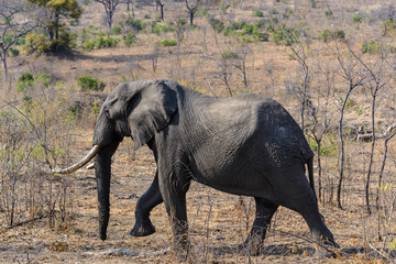 Naklejka na ściany i meble African Elephant in Kruger National Park, South Africa