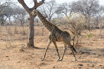 South African giraffe in Kruger National Park, South Africa