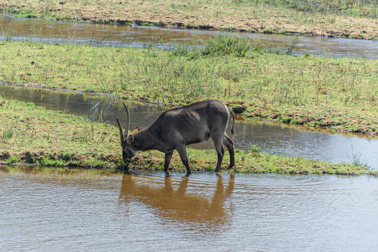 Waterbuck in Kruger National Park, South Africa
