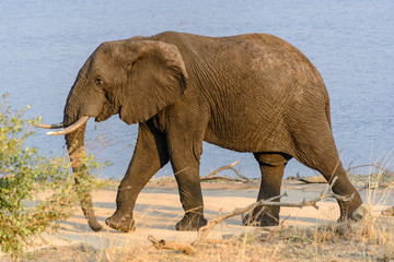 Fototapeta premium African Elephant in Kruger National Park, South Africa