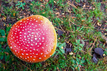 Amanita muscaria also known as fly agaric or fly amanita growing on the grass in New Zealand.