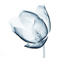 x-ray image of a flower isolated on white , the tulip