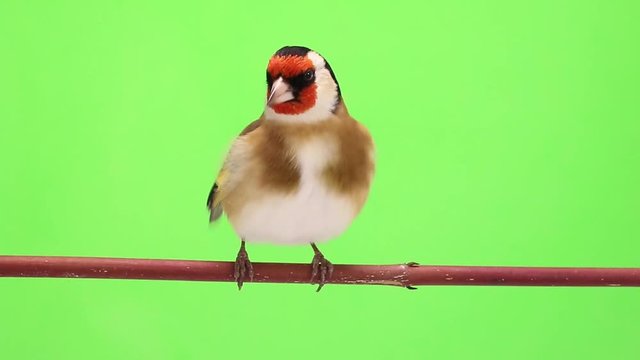 goldfinch moves on a tree branch on green screen