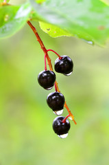 Raindrops and Rain on Plants Berry
