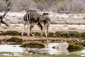 Fototapeta na wymiar Affectionate Zebras