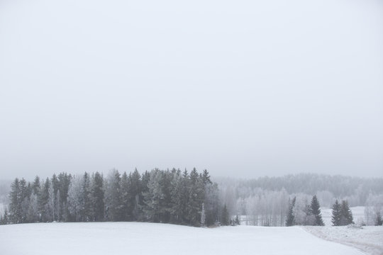 Winter wonderland in Finland. Image taken on a foggy day. Low saturation day. Forest covered with snow.