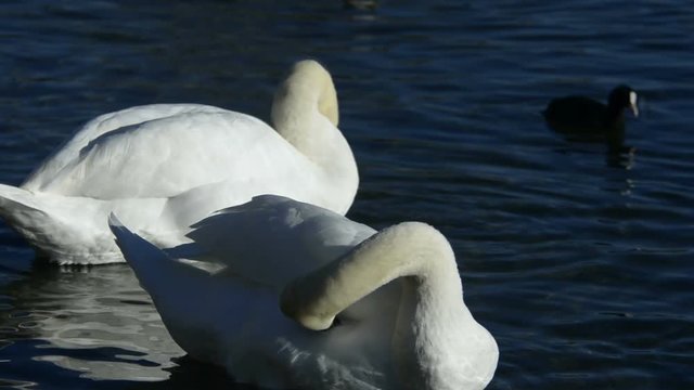 cigni in cerca di cibo