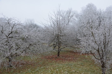 mit Schnee bedeckte Bäume