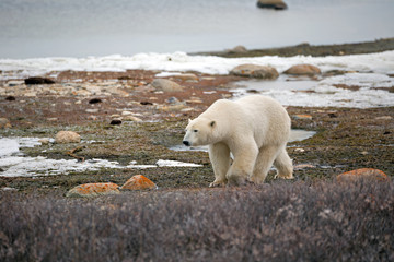 Eisbär