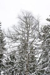 Snowy bare tree at winter