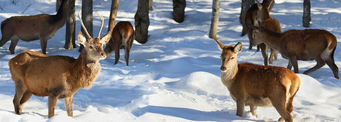 troupeau de cerf