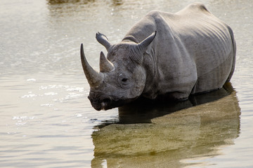 Black Rhino bathing