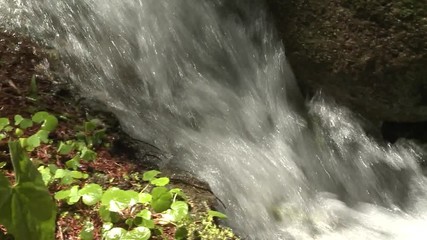 Ruscello in bosco Trentino