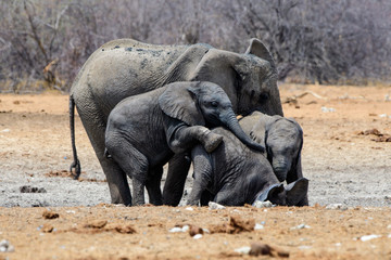 Fototapeta premium Mischievous Elephants