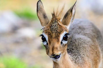 close up of the face of a Dik Dik
