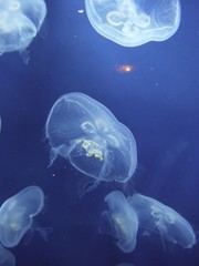 Jellyfish