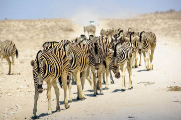 Fototapeta na wymiar Zebras approaching