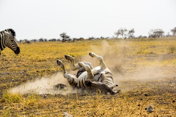Obraz na płótnie Canvas Zebra enjoying a dust bath