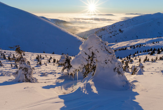 snovy trees on winter mountains.
