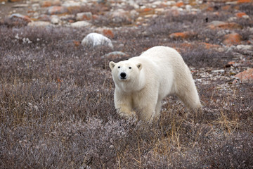 Eisbär