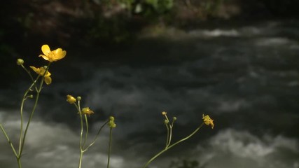 Torrente in bosco trentino