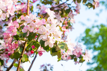 pink apple flowers